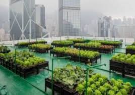 Urban Farming Indonesia 2025: Kebangkitan Pertanian Perkotaan, Peluang & Tantangan Masa Depan